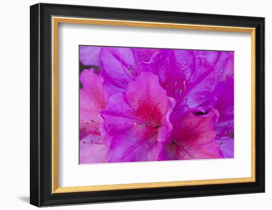 USA, Georgia, Savannah, Azaleas Blooming in Bonaventure Cemetery-Joanne Wells-Framed Photographic Print