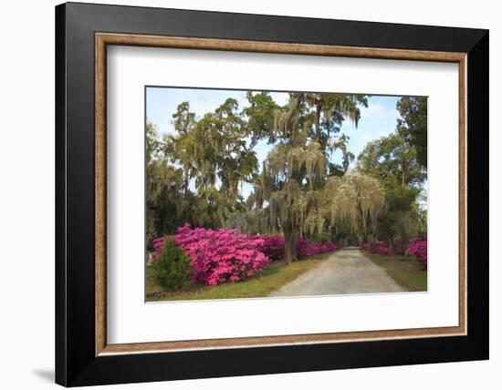 USA, Georgia, Savannah. Azaleas in bloom along drive at Bonaventure Cemetery.-Joanne Wells-Framed Photographic Print