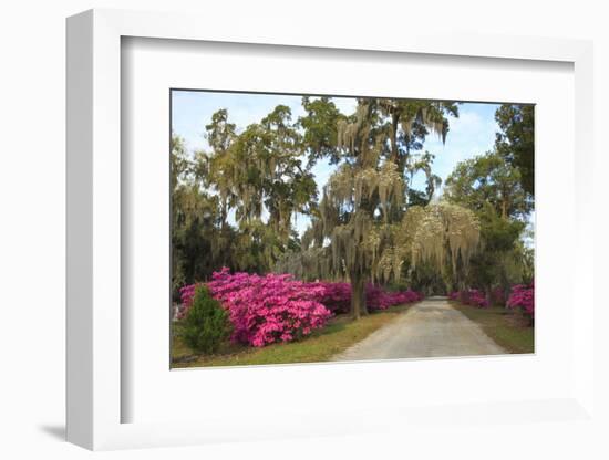 USA, Georgia, Savannah. Azaleas in bloom along drive at Bonaventure Cemetery.-Joanne Wells-Framed Photographic Print