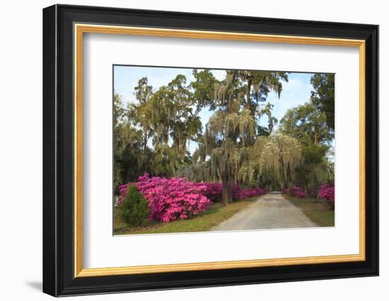 USA, Georgia, Savannah. Azaleas in bloom along drive at Bonaventure Cemetery.-Joanne Wells-Framed Photographic Print