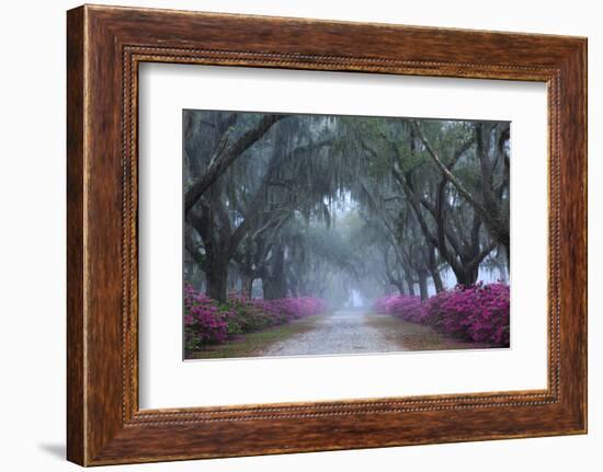 USA, Georgia, Savannah. Azaleas in bloom along foggy drive at Bonaventure Cemetery.-Joanne Wells-Framed Photographic Print