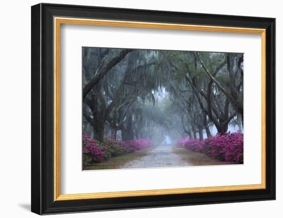 USA, Georgia, Savannah. Azaleas in bloom along foggy drive at Bonaventure Cemetery.-Joanne Wells-Framed Photographic Print