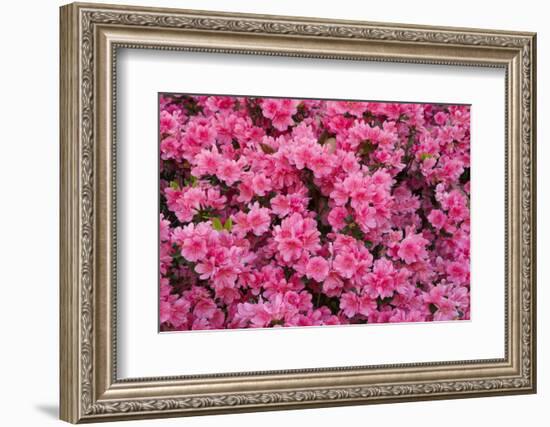 USA, Georgia, Savannah. Azaleas in bloom-Joanne Wells-Framed Photographic Print