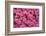 USA, Georgia, Savannah. Azaleas in bloom-Joanne Wells-Framed Photographic Print