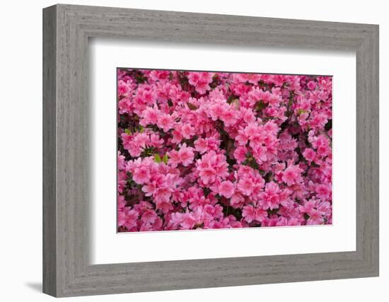 USA, Georgia, Savannah. Azaleas in bloom-Joanne Wells-Framed Photographic Print