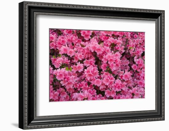 USA, Georgia, Savannah. Azaleas in bloom-Joanne Wells-Framed Photographic Print