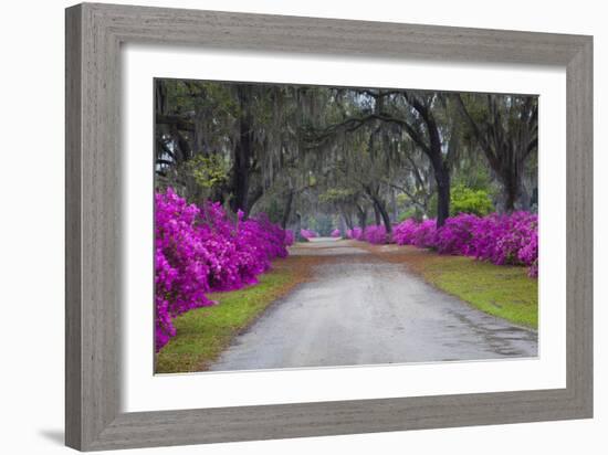 USA, Georgia, Savannah, Azaleas in Historic Bonaventure Cemetery-Joanne Wells-Framed Photographic Print