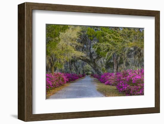 USA, Georgia, Savannah, Azaleas in Historic Bonaventure Cemetery-Joanne Wells-Framed Photographic Print