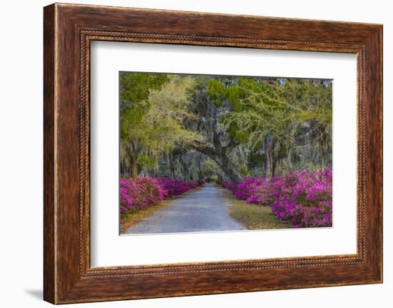 USA, Georgia, Savannah, Azaleas in Historic Bonaventure Cemetery-Joanne Wells-Framed Photographic Print