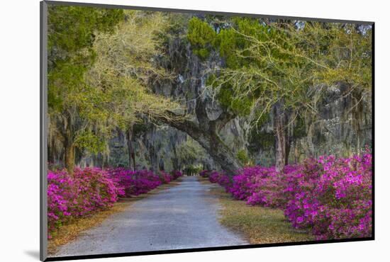 USA, Georgia, Savannah, Azaleas in Historic Bonaventure Cemetery-Joanne Wells-Mounted Photographic Print