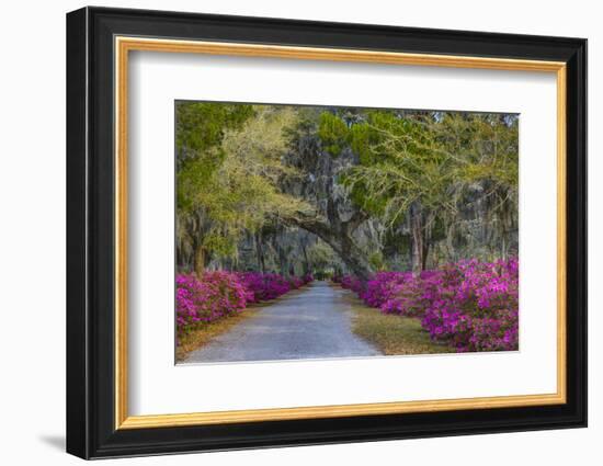 USA, Georgia, Savannah, Azaleas in Historic Bonaventure Cemetery-Joanne Wells-Framed Photographic Print