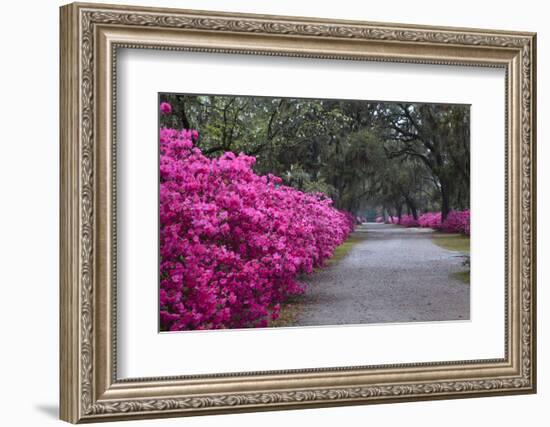 USA, Georgia, Savannah. Bonaventure Cemetery in the spring with azaleas in bloom.-Joanne Wells-Framed Photographic Print