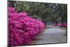USA, Georgia, Savannah. Bonaventure Cemetery in the spring with azaleas in bloom.-Joanne Wells-Mounted Photographic Print
