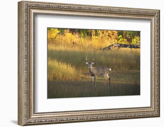 USA, Georgia, Savannah. Buck in the marsh at Skidaway Island.-Joanne Wells-Framed Photographic Print