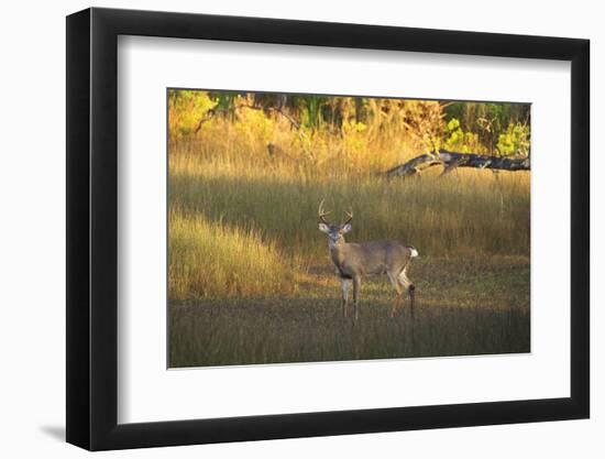 USA, Georgia, Savannah. Buck in the marsh at Skidaway Island.-Joanne Wells-Framed Photographic Print