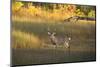 USA, Georgia, Savannah. Buck in the marsh at Skidaway Island.-Joanne Wells-Mounted Photographic Print