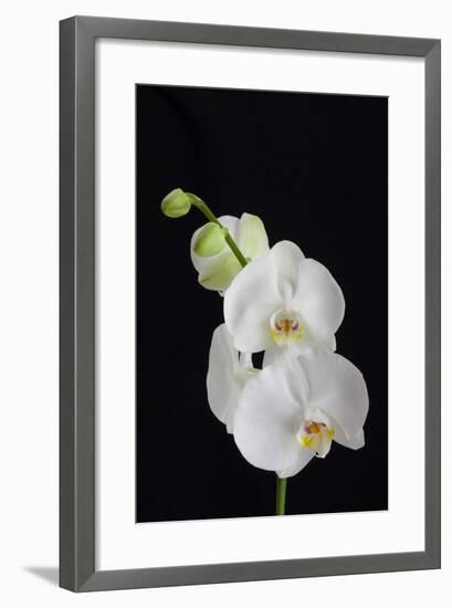 USA, Georgia, Savannah, cluster of orchids.-Joanne Wells-Framed Photographic Print