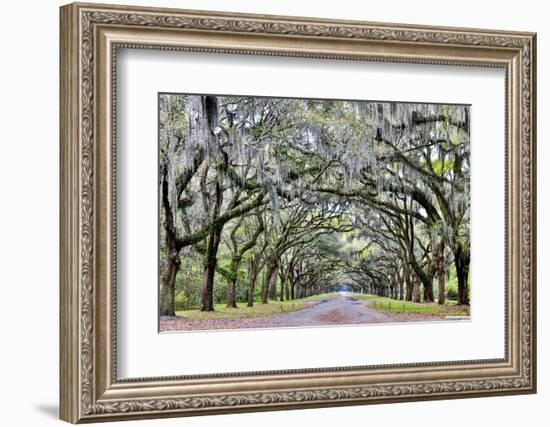 USA, Georgia, Savannah. drive at entrance to plantation-Hollice Looney-Framed Photographic Print