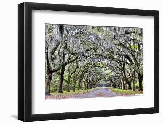 USA, Georgia, Savannah. drive at entrance to plantation-Hollice Looney-Framed Photographic Print