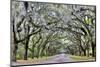 USA, Georgia, Savannah. drive at entrance to plantation-Hollice Looney-Mounted Photographic Print