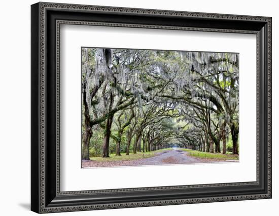 USA, Georgia, Savannah. drive at entrance to plantation-Hollice Looney-Framed Photographic Print