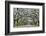 USA, Georgia, Savannah. drive at entrance to plantation-Hollice Looney-Framed Photographic Print