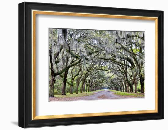 USA, Georgia, Savannah. drive at entrance to plantation-Hollice Looney-Framed Photographic Print