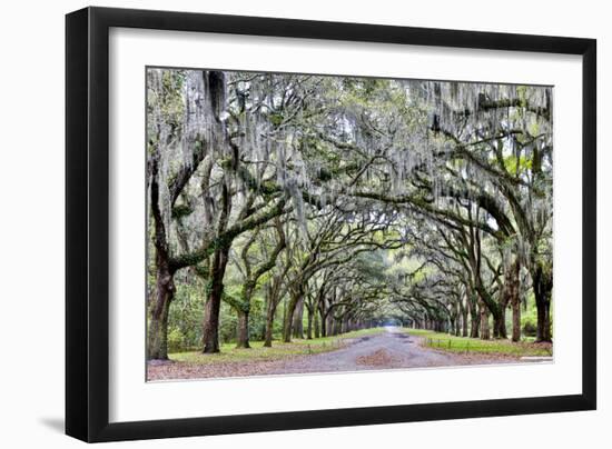 USA, Georgia, Savannah. drive at entrance to plantation-Hollice Looney-Framed Photographic Print