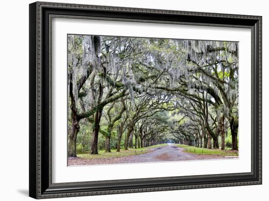 USA, Georgia, Savannah. drive at entrance to plantation-Hollice Looney-Framed Photographic Print