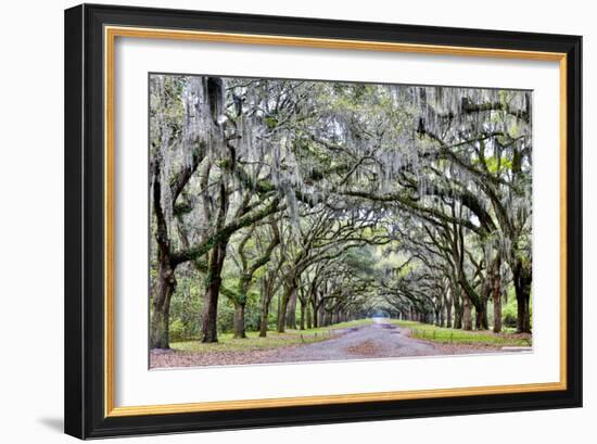 USA, Georgia, Savannah. drive at entrance to plantation-Hollice Looney-Framed Photographic Print