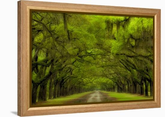 USA, Georgia, Savannah, Drive at Historic Wormsloe Plantation-Joanne Wells-Framed Premier Image Canvas