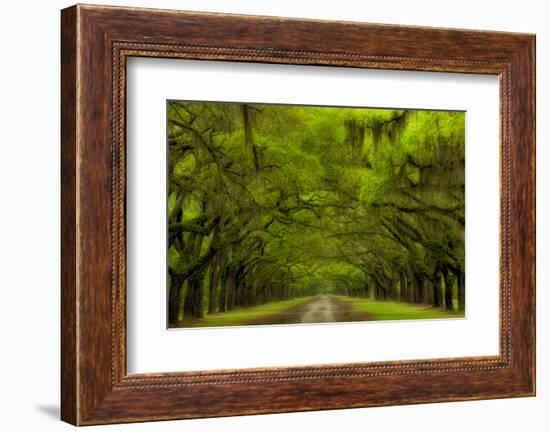 USA, Georgia, Savannah, Drive at Historic Wormsloe Plantation-Joanne Wells-Framed Photographic Print