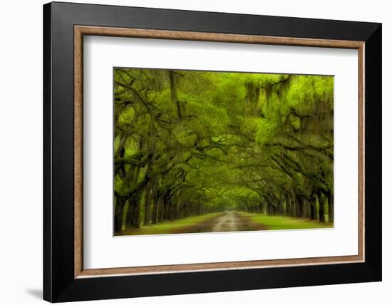 USA, Georgia, Savannah, Drive at Historic Wormsloe Plantation-Joanne Wells-Framed Photographic Print