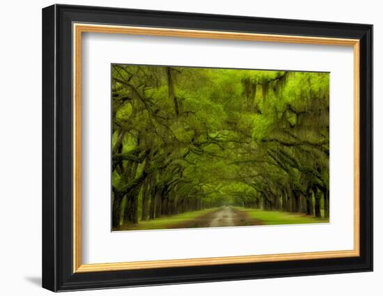 USA, Georgia, Savannah, Drive at Historic Wormsloe Plantation-Joanne Wells-Framed Photographic Print