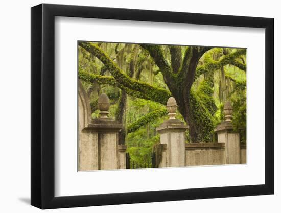 USA, Georgia, Savannah, Entrance to Wormsloe Plantation.-Joanne Wells-Framed Photographic Print