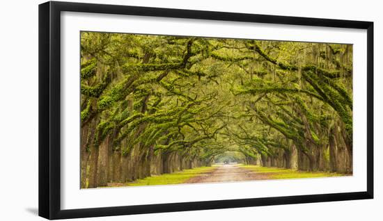 USA, Georgia, Savannah, Entrance to Wormsloe Plantation-Jordan Banks-Framed Photographic Print