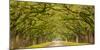 USA, Georgia, Savannah, Entrance to Wormsloe Plantation-Jordan Banks-Mounted Photographic Print