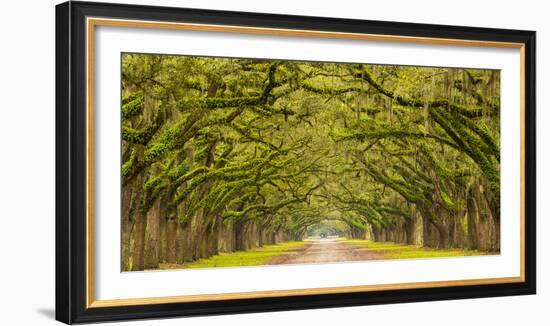 USA, Georgia, Savannah, Entrance to Wormsloe Plantation-Jordan Banks-Framed Photographic Print