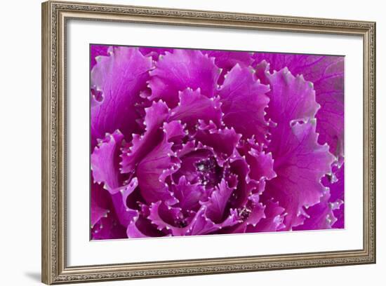 USA, Georgia, Savannah, Fancy leaf cabbage.-Joanne Wells-Framed Photographic Print