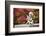 USA, Georgia, Savannah. Little Angel at a Cemetery-Hollice Looney-Framed Photographic Print