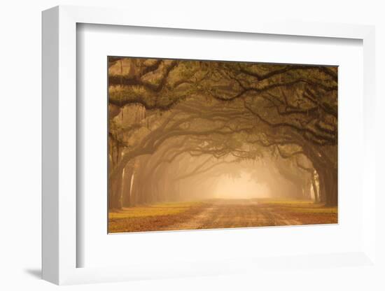 Usa, Georgia, Savannah, mile long Historic driving in the fog.-Joanne Wells-Framed Photographic Print