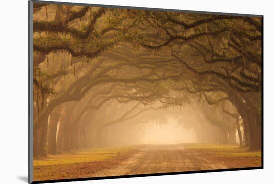 Usa, Georgia, Savannah, mile long Historic driving in the fog.-Joanne Wells-Mounted Photographic Print