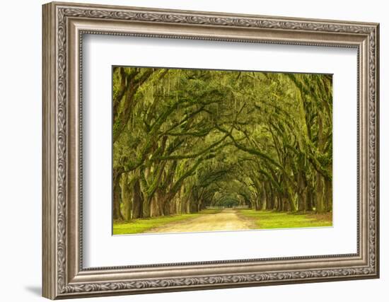 USA, Georgia, Savannah. Mile long oak drive-Joanne Wells-Framed Photographic Print