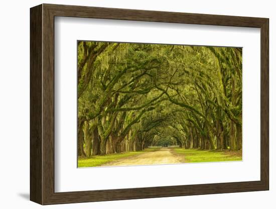 USA, Georgia, Savannah. Mile long oak drive-Joanne Wells-Framed Photographic Print