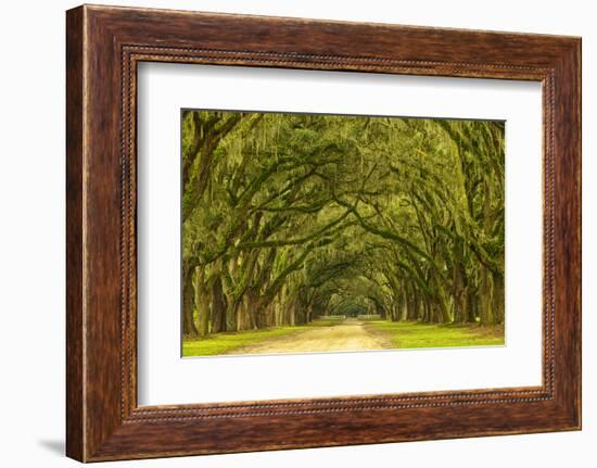 USA, Georgia, Savannah. Mile long oak drive-Joanne Wells-Framed Photographic Print