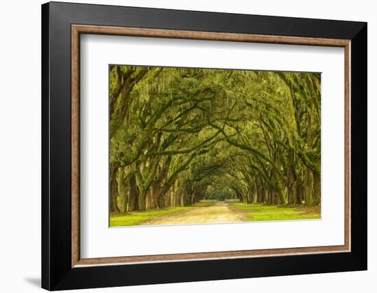 USA, Georgia, Savannah. Mile long oak drive-Joanne Wells-Framed Photographic Print