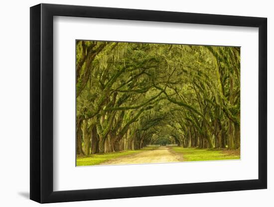 USA, Georgia, Savannah. Mile long oak drive-Joanne Wells-Framed Photographic Print