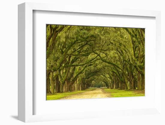 USA, Georgia, Savannah. Mile long oak drive-Joanne Wells-Framed Photographic Print
