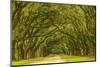 USA, Georgia, Savannah. Mile long oak drive-Joanne Wells-Mounted Photographic Print