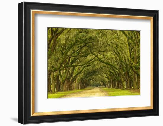 USA, Georgia, Savannah. Mile long oak drive-Joanne Wells-Framed Photographic Print